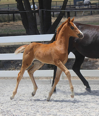 Danson Royal Balmain